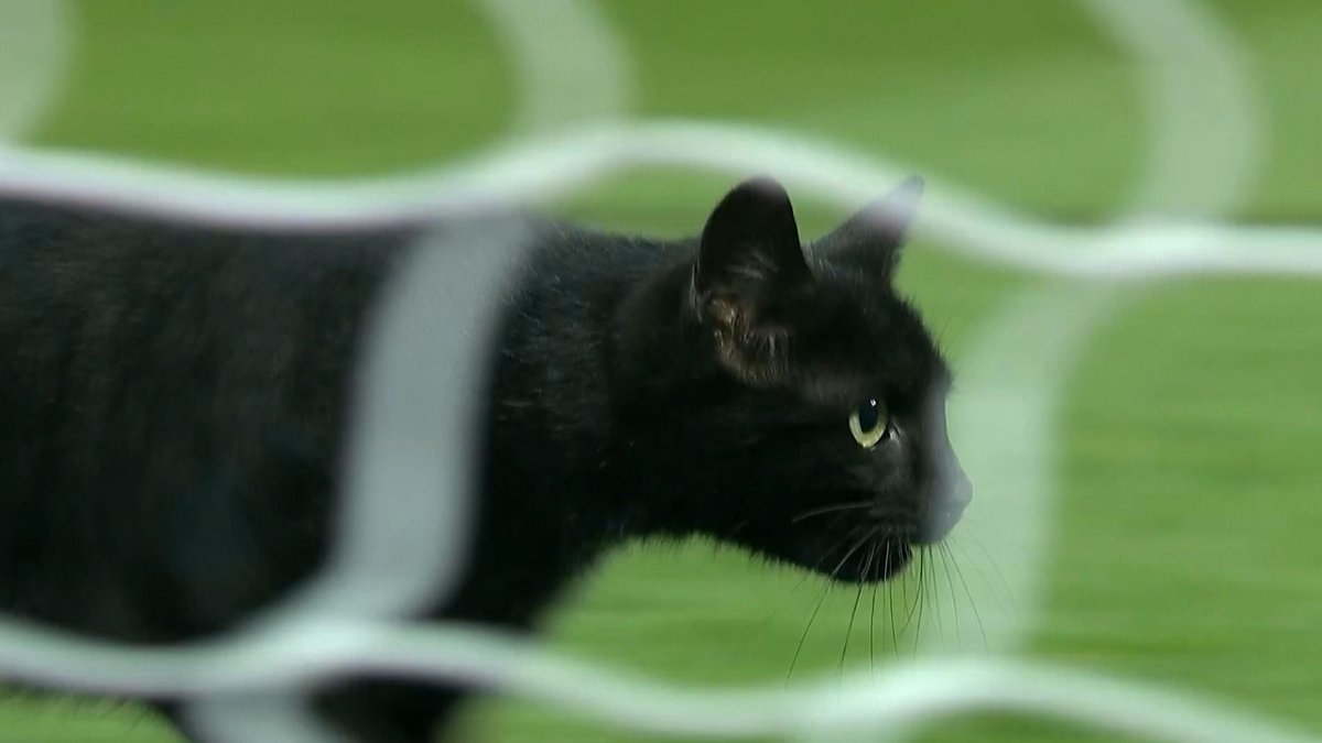 Bahkan, Kucing Juga Ingin Nonton Pertandingan Liverpool vs Manchester United